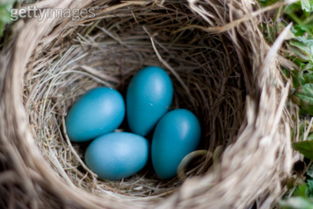 这是在美国康州拍到的鸟蛋,请问这是什么鸟的蛋啊 