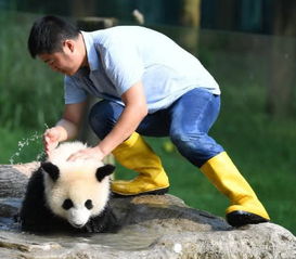 摸大熊猫的头,在大熊猫眼中意味着什么 网友 千万别摸