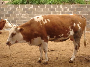 肉牛养殖利润分析报价 厂家 
