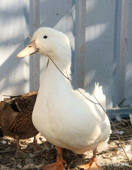 如何看待王珞丹朋友的宠物柯尔鸭被盗走并吃掉,如何区分宠物鸭和肉鸭 
