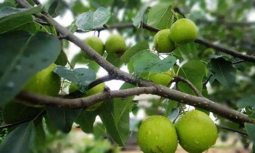 梨树种植技术三个步骤要点,以及梨树只开花不结果的解决方案