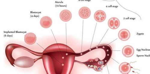 试管胚胎移植后是什么感觉?移植多久能查hcg？