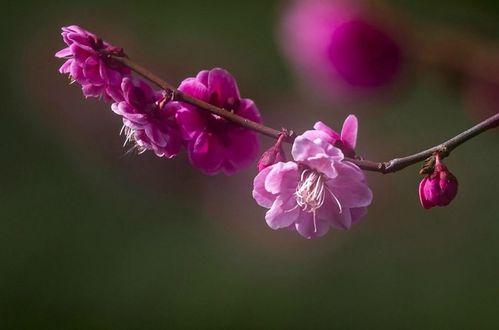 未来十天,桃花轰然而至的星座,桃花旺盛,爱情水到渠成