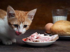 小猫可以吃肉吗 