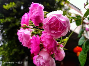 粉色蔷薇花的花语 以及蔷薇花花语大全 米粒分享网 Mi6fx Com
