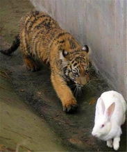 饲养员将兔子放进老虎园中,第二天的场景大家都没有想到