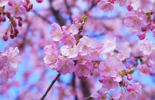 春游中,哪朵花让你感到开心 2月,你能遇见怎样的桃花缘分