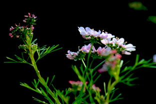 花什么香菜,花泽香菜怎么火起来的