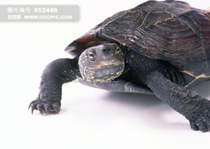 乌龟 爬行动物 动物 图片模板下载 952446 