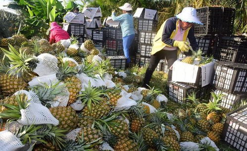 为了让 凤梨 保持高价,台湾人竭力将它和大陆菠萝撇清关系