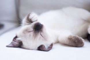 猫一天睡16小时以上,都梦点啥 