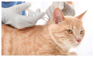 猫咪疫苗不到一可以打吗,宠物疫苗多久打一次