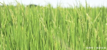 水稻种植时间