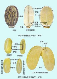 大豆双子叶植物结构图 图片欣赏中心 急不急图文 Jpjww Com