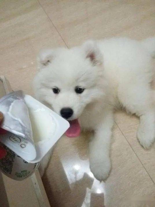 狗可以喝酸奶吗 其实有些酸奶是狗狗的噩梦,甚至牛奶都不能喝