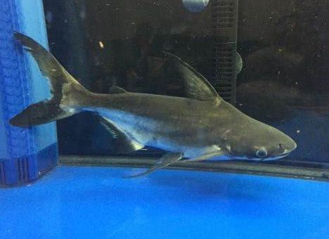 虎头鲨已经成了养殖最多的鲨鱼,你希望你的鱼缸里多一条鲨鱼吗