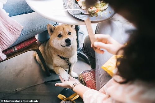 华人注意 不要带宠物狗进麦当劳 一不小心就可能罚款 880