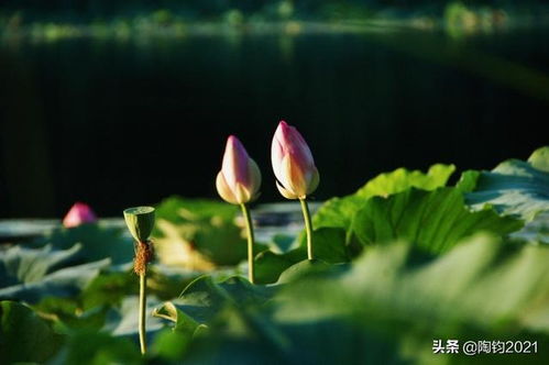 荷花摄影系列 荷花与恋情