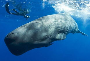 地球上10大最厉害的鲸鱼,很多都濒临灭绝,你都知道吗