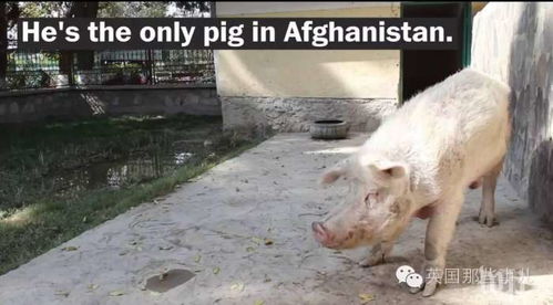 全世界最孤独的猪