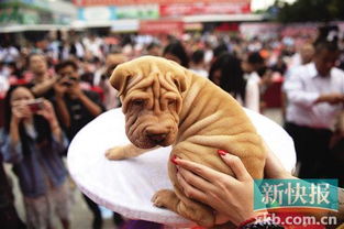 2018中国 大沥沙皮狗文化节 昨日在南海大沥举行 2 