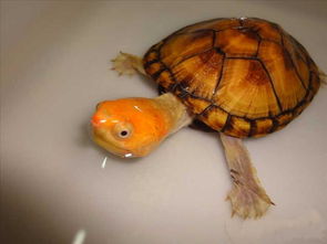 红面蛋龟红的好还是黄的好？