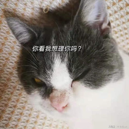 猫咪需不需要打三联和狂犬疫苗 一针多少钱 怎么打