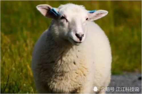 10羊9苦 以下4个年份出生的属羊人天生 富贵命 ,看看你家有吗