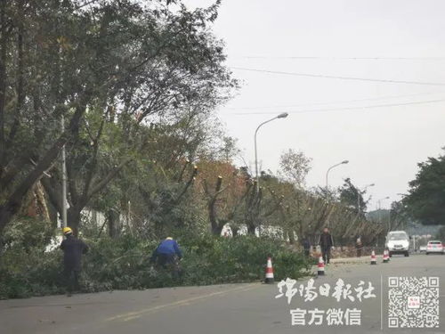 绵阳南山路几百棵黄葛树都被砍了 怎么回事