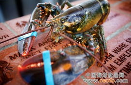 美国可能颁布新法规允许保留龙虾副渔获