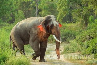 神奇,印度现红耳大象 红耳是怎么形成的 
