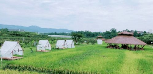 这个农场,把景观小品和泰式场景建在稻田里,迅速成为网红