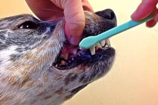宠物常见易患的口腔疾病有哪些