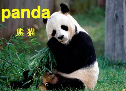 熊猫的英语该怎么读 