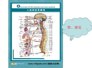 身体的结构