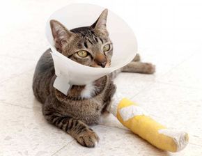 给猫咪包扎伤口先后顺序,猫咪受伤包扎伤口顺序