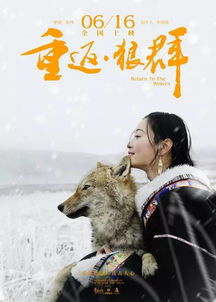 中国唯一的狼妈妈,救下小狼,养大放生,如今拍成电影 重返 狼群 ,人狼情看哭多少人