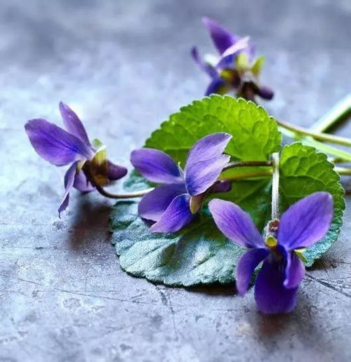 花开绚烂 紫罗兰,太有艺术法了