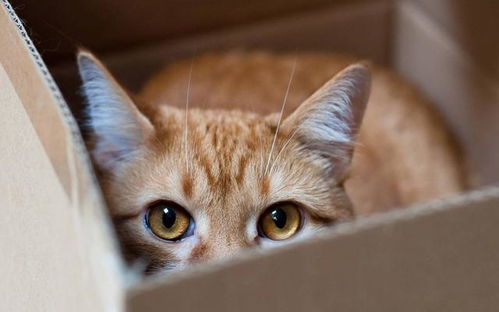 猫航空箱怎么解决排便问题 箱底贴卫生棉,给猫咪穿宠物纸尿裤