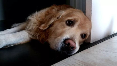 专家说 狗狗长期独留家中容易患分离焦虑症 究竟狗狗可以独留在家中多久呢