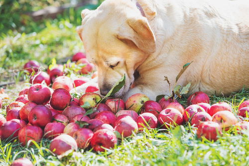 狗狗再贪吃,这些水果也不能喂