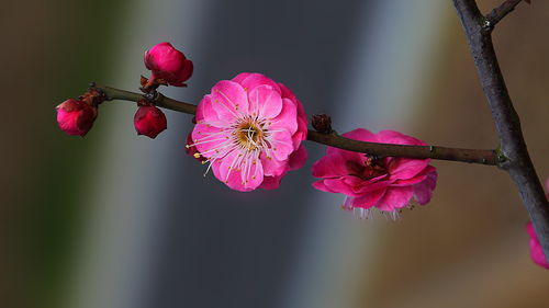 6月生肖蛇运势 桃花运旺,邂逅爱情,事业一飞冲天