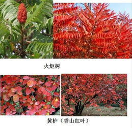 红叶树有哪些品种