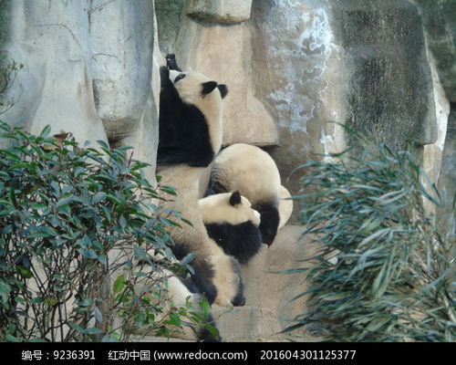 爬墙的熊猫高清图片下载 红动网 