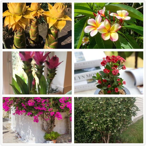 很适合在南方栽种的6类花卉,高温暴晒会开花更好,地栽长得更好