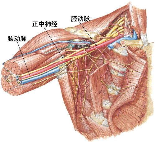 腋窝下臂丛神经在哪 搜狗图片搜索