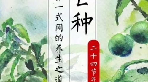 古人在芒种节气做什么,古人如何过芒种节气