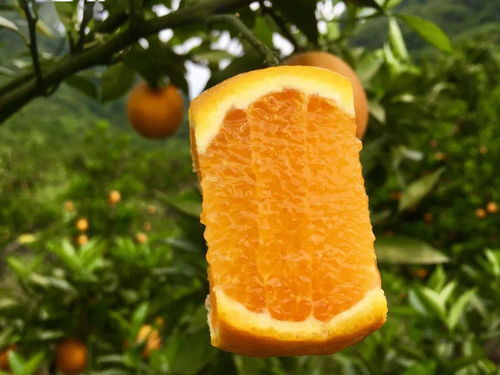 夏天也有鲜橙吃了 99 人没吃过的稀有甜橙,皮薄肉嫩,爆浆如瀑布