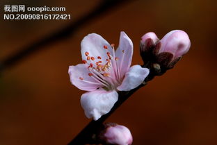 花照片 美丽风景 高清背景图片设计素材 JPG模板下载 4.59MB fnxszn分享 背景素材大全 