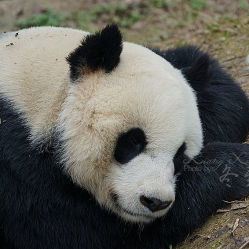 都江堰熊猫乐园景区门票 地址 地图 攻略 青城山 